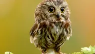 Jeu: Animal Hidden Stars